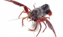 清远网红爆料小龙虾视频,小龙虾背后的秘密，你了解多少？